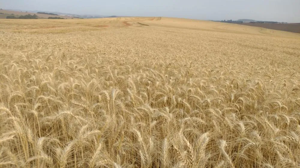 A safra de trigo na área assistida pela Capal Cooperativa Agroindustrial no estado de São Paulo está na reta final e os produtores estão satisfeitos com o resultado. Crédito: Airton Pasinatto)