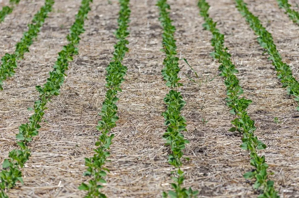 No Paraná, manejo do solo é aliado contra perdas causadas por eventos climáticos. Foto Faep