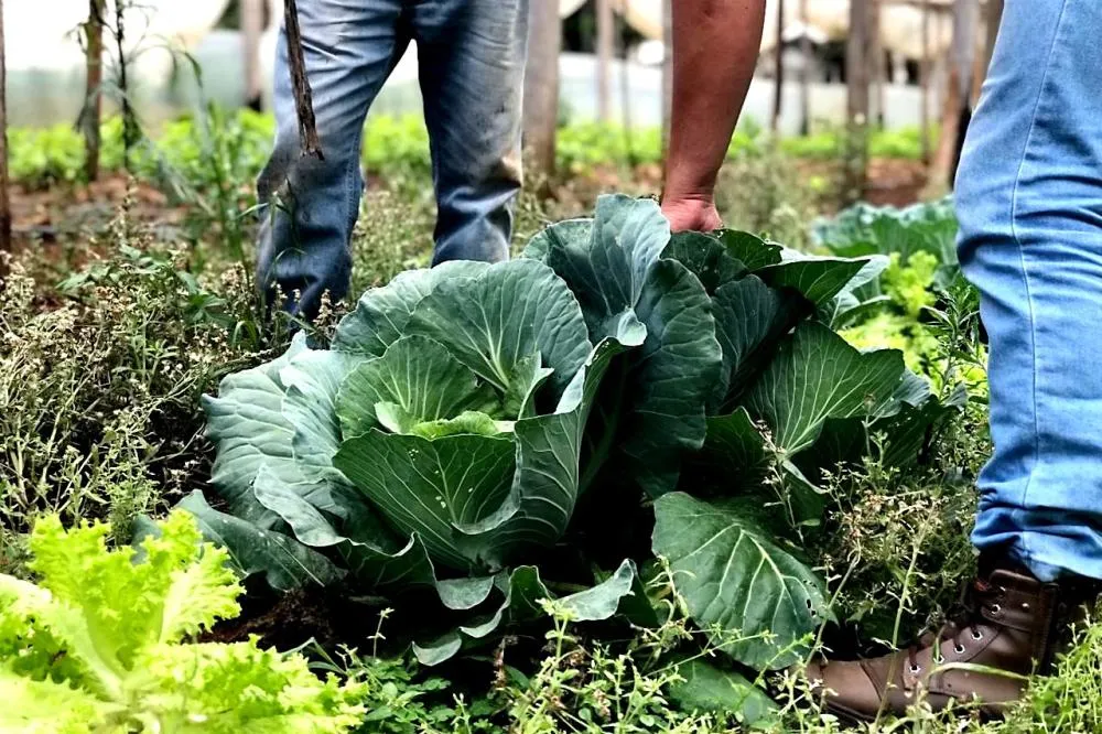 Ciência a serviço do campo: Paraná investe R$ 14,7 milhões em nova fase do programa de orgânicos Foto: SETI-PR