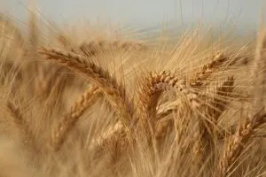 Produção brasileira de trigo 25/26 é revisada para cima e deve alcançar 7,5 milhões de toneladas