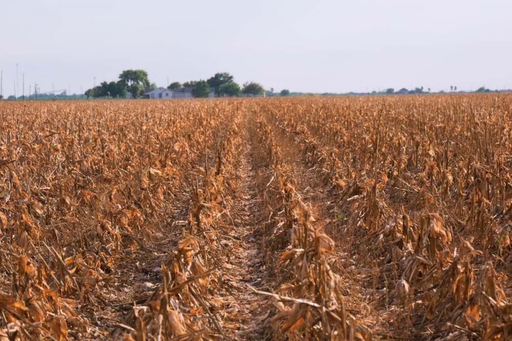 O Paraná é historicamente o Estado que mais contrata seguro rural no país, seguido pelo Rio Grande do Sul. De acordo com dados do PSR, os produtores paranaenses respondem por mais de 30% das apólices ao longo do histórico do programa, ou seja, a cada 10 a