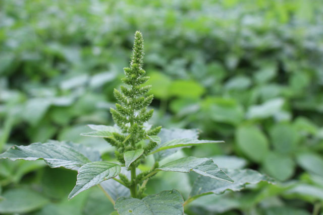 A presença da planta daninha nas culturas do milho e da soja, podem reduzir o rendimento em até 80%, além de inviabilizar a colheita mecânica. Foto Silvio Bona.