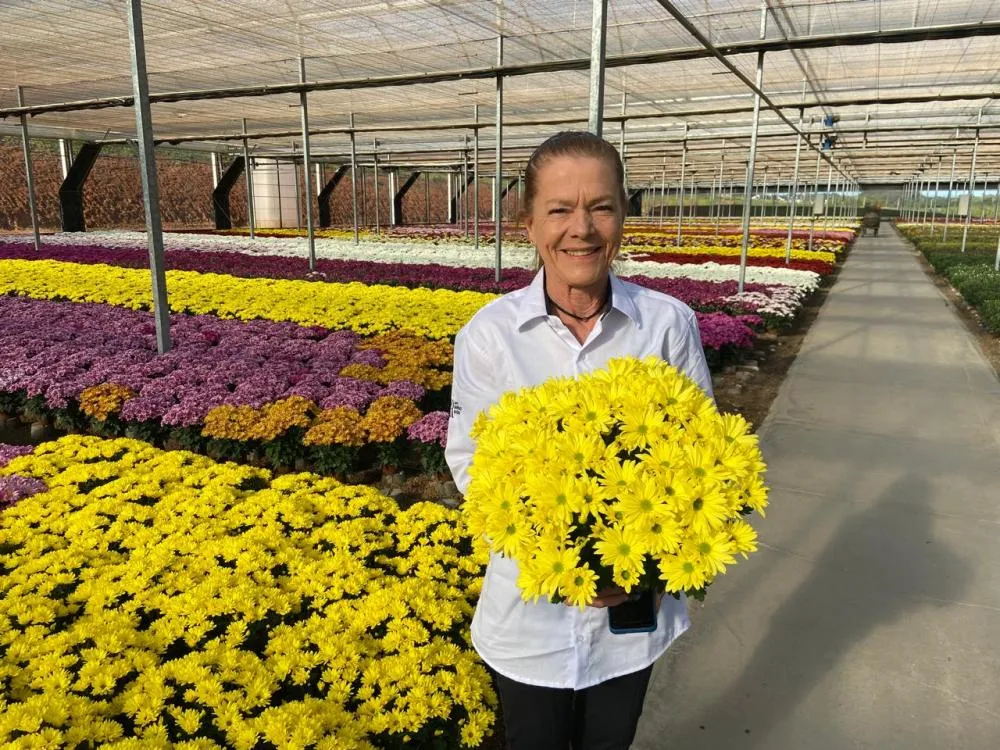 Maritha Domhof em sua produção de crisântemos no Rancho Raízes Maritha Domhof
