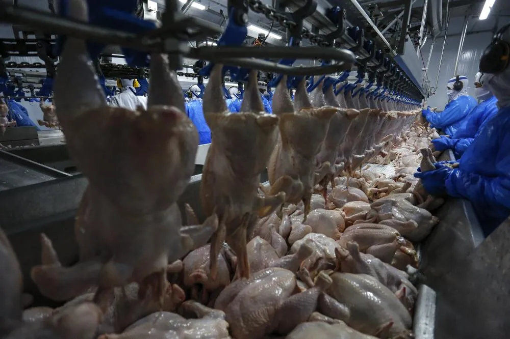 Retomada das exportações de frango para a Malásia terá reflexo positivo no Paraná Foto: Jonathan Campos/AEN