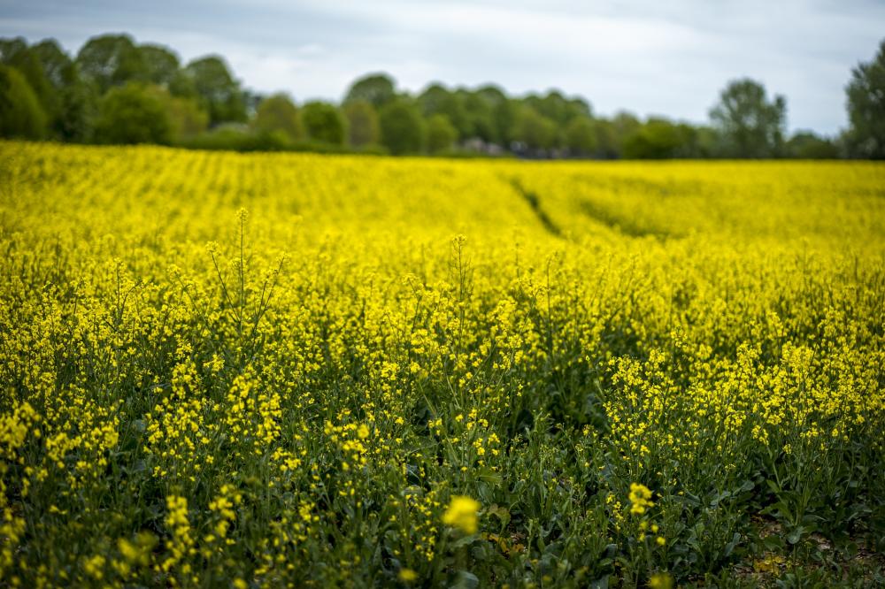 Canola que ainda é pouco produzida no Brasil tem grande potencial de ser mais uma opção de cultivo rentável aos produtores, principalmente para a produção de óleo e também biocombustíveis