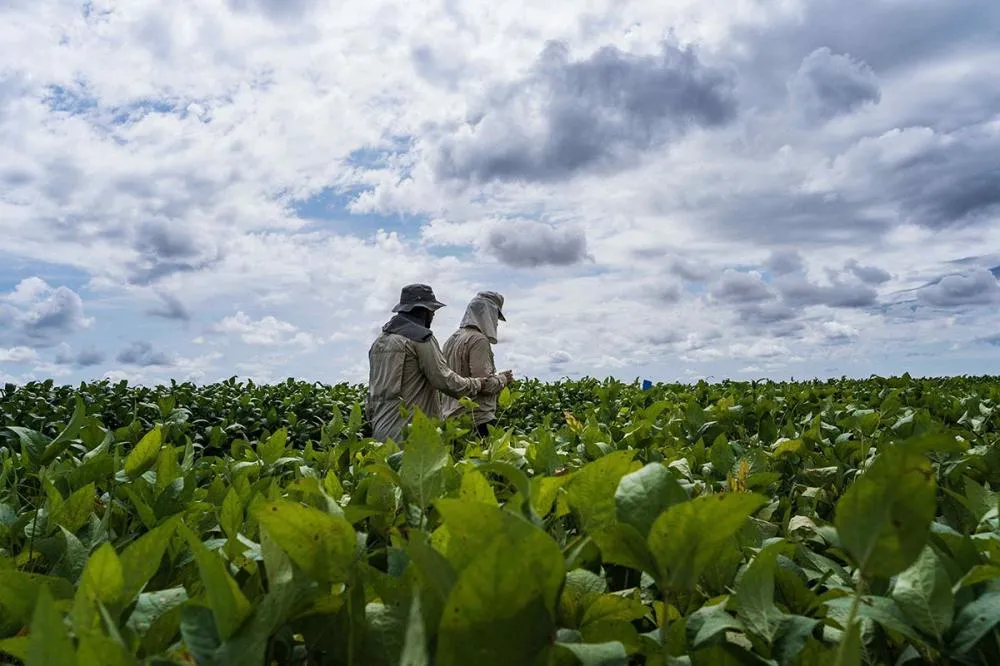Brasil ganha novo aliado no combate a nematoides e doenças foliares na safra 2025/2026