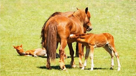 A égua em lactação é a categoria animal que requer mais proteína, lisina, cálcio, fósforo e todos os demais minerais.