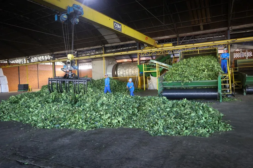 Arranjo de pesquisa sobre erva-mate vai impulsionar inovações na cadeia produtiva Foto: Gilson Abreu/Arquivo AEN
