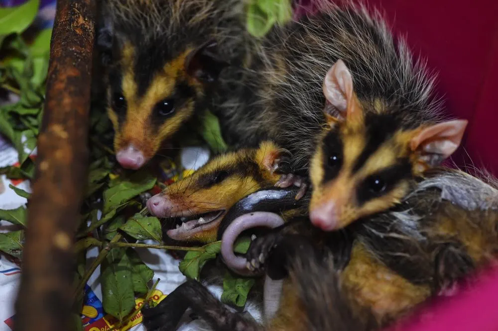 IAT reforço o pedido para convivência pacífica com animais como o urubu-preto, carcará e o gambá, que ficam naturalmente mais vulneráveis nesta época do ano por se proliferarem rapidamente Foto: Denis Ferreira Netto/SEDEST-PR