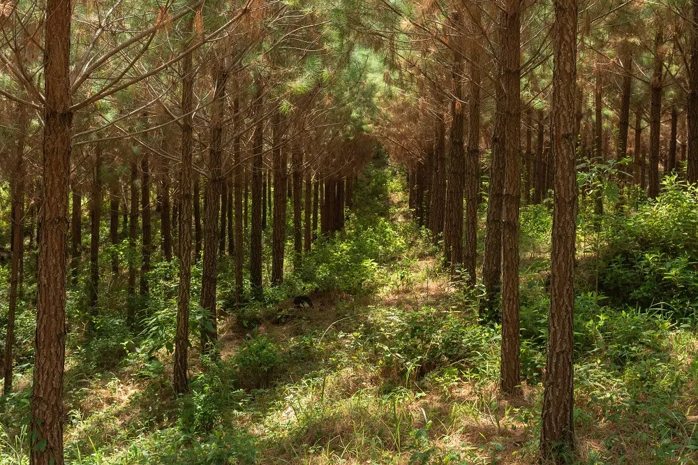 Floresta de pinus no Paraná, Brasil Crédito: Zig Koch