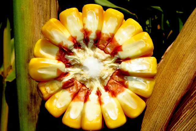 Serão 3.037 acessos de arroz, 87 de milho, 119 de cebola, 132 de pimentas Capsicum e de 63 Cucurbitáceas (abóboras, morangas, melão, pepino, maxixe, quino e melancia), que serão mantidas a uma temperatura de 18 graus negativos. Foto Michel Taques
