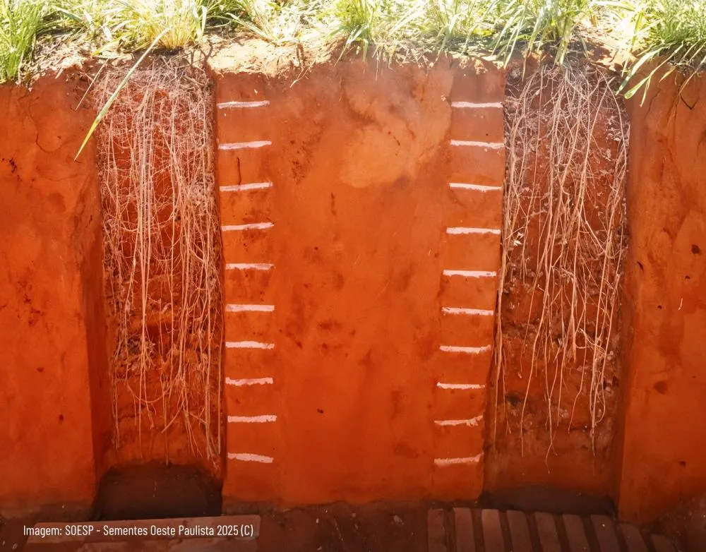 Forrageiras tem papel de destaque na melhoria da fertilidade do solo, durante e após a safra agrícola