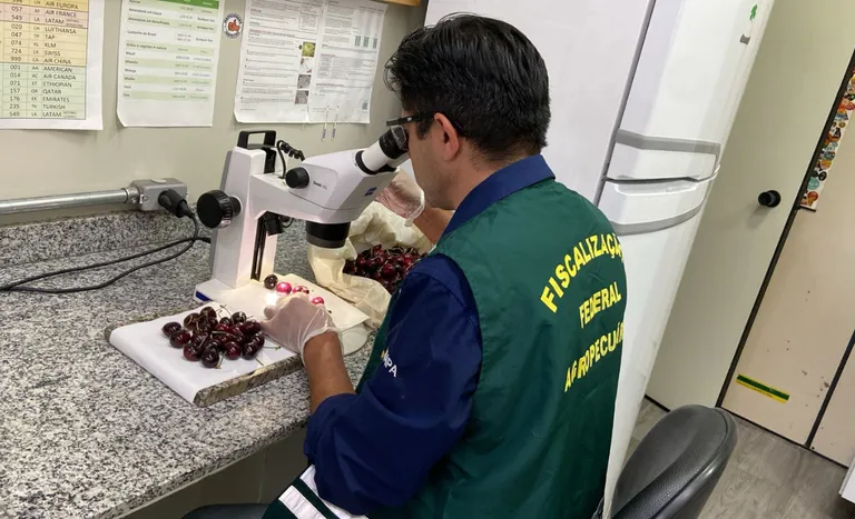 Fiscalização em cerejas na sala de inspeção em Guarulhos (Foto: Allan Zubiate)
