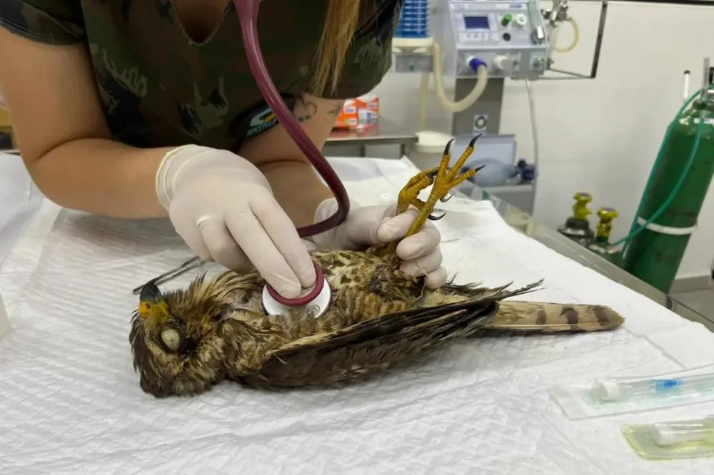 Unicentro lidera atendimento a animais silvestres vítimas do tornado no Paraná Foto: Unicentro