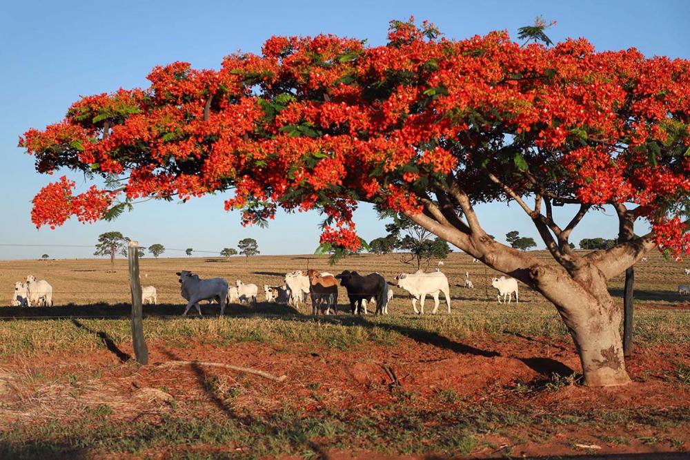 Os valores pela arroba bovina recebidos pelos produtores tiveram queda de 0,84% na primeira semana de dezembro, em relação ao preço médio de R$ 272,08, pago em novembro.