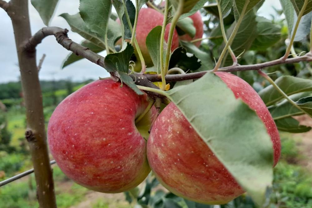 As cultivares Eva Rubi e Julieta se destacam por não demandarem temperaturas muito baixas para o florescimento.