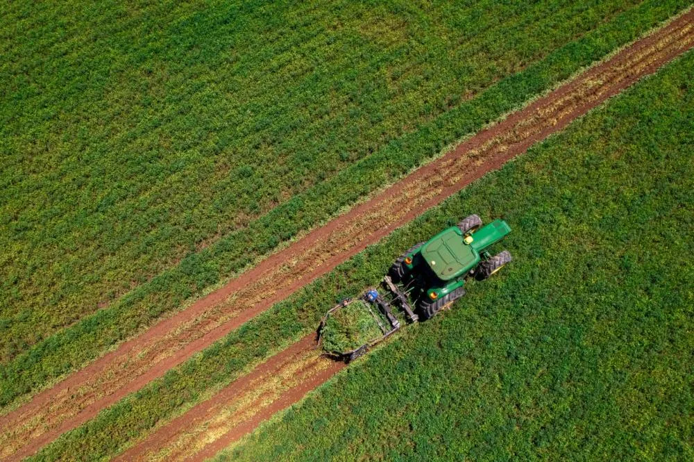 Mapeamento inédito revela poder do amendoim no Brasil (Foto: Indústrias Colombo)