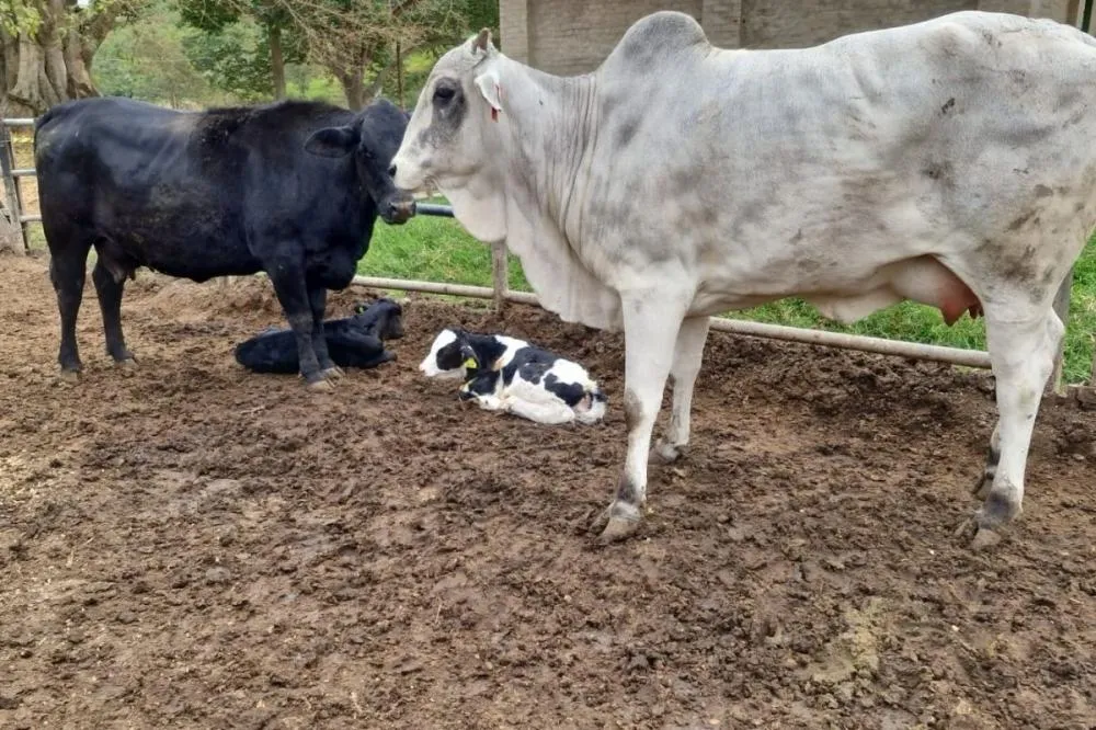 InovaTeck e Embrapa-MS fecham convênio para impulsionar FIV Gemelar no Mato Grosso do Sul. Fotos divulgação
