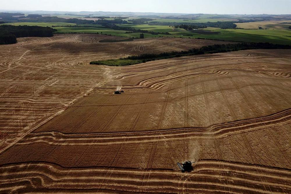 O Paraná é o maior produtor de cevada do Brasil, tendo 8 entre os 10 maiores produtores em território nacional. Foto Toninho Anhaia