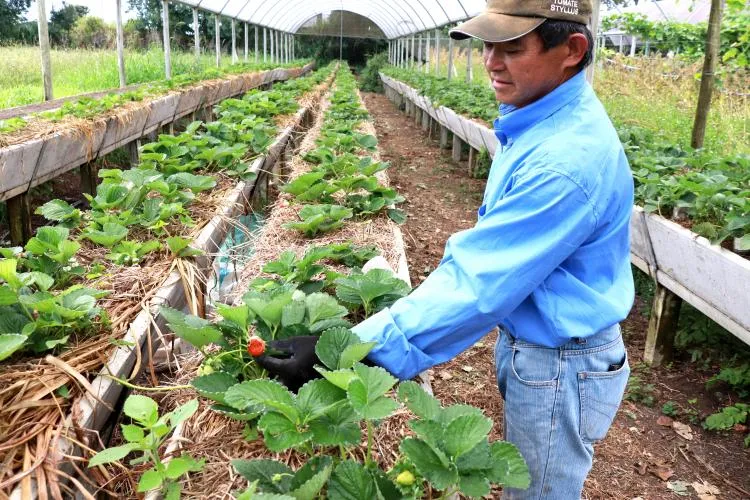 Parceria entre Tecpar e AMP leva informações sobre produção orgânica a municípios do Paraná. Foto Tecpar