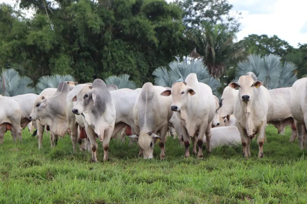 Nelore Cometa fecha o ano com oferta de 150 touros melhoradores