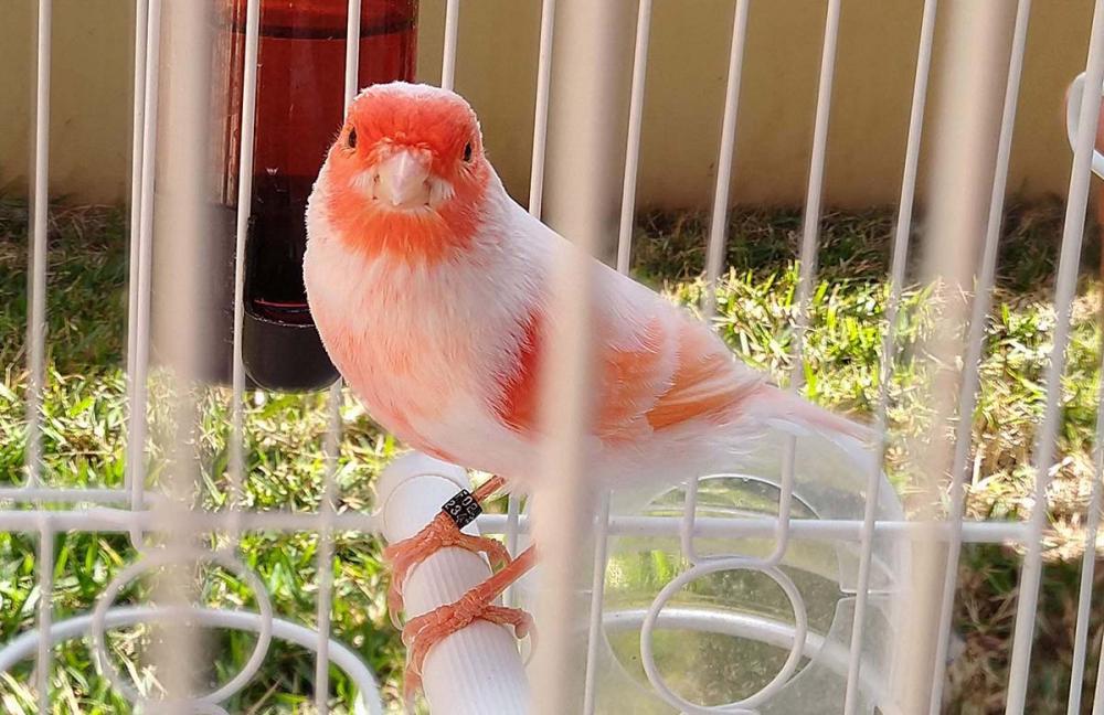 Muitos criadores pelo Brasil buscam clube próximo de sua casa para se filiar a FOB. Exemplo do pequeno criador Toninho Anhaia FJ 234, sócio da SOP Sociedade Ornitófila Pontagrossense no Paraná há um ano.