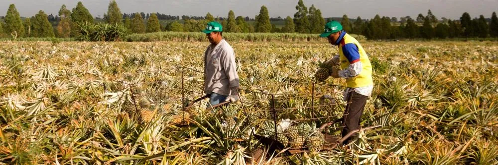 Fim da jornada 6×1 compromete produção de alimentos no Brasil, afirma Sistema FAEP