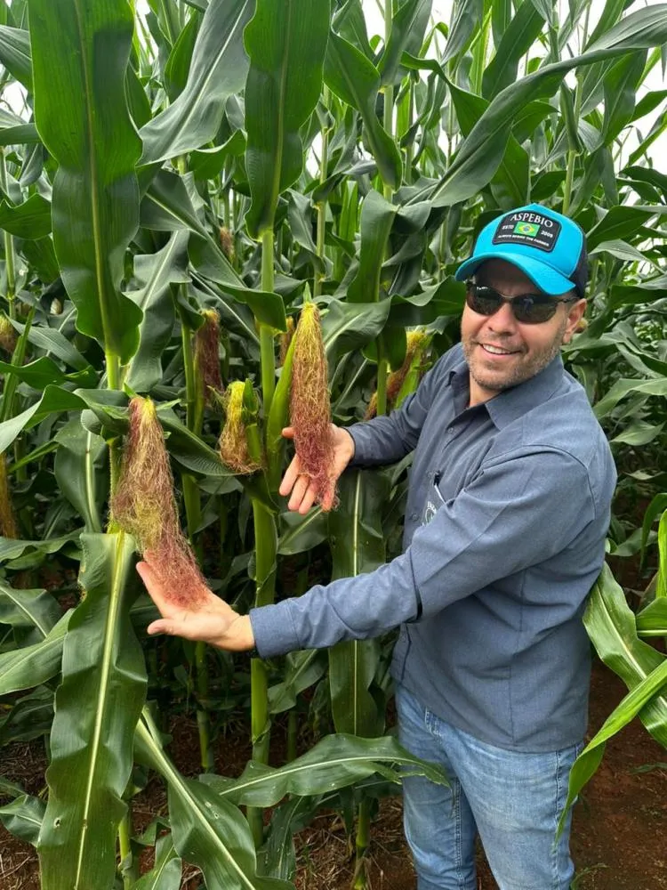 Cuidado constante com o solo é um dos segredos do campeão nacional de produtividade do milho