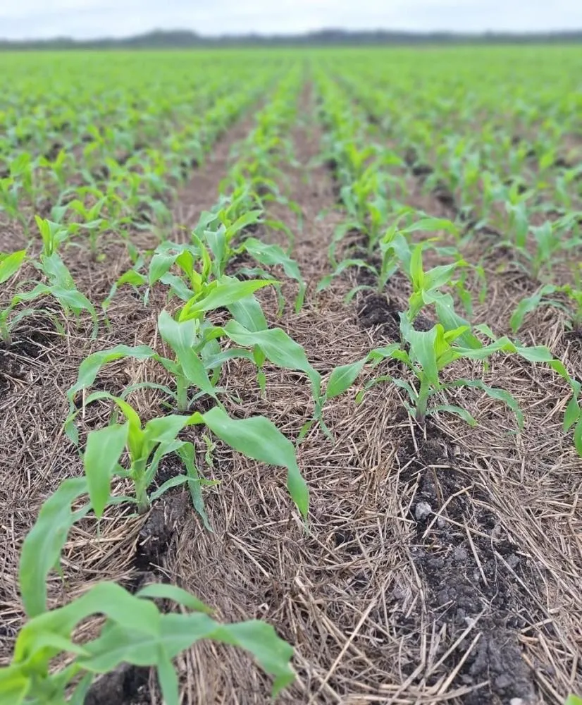 Nova mistura herbicida tem eficácia sobre plantas daninhas de difícil controle e agrega produtividade, apontam estudos. crédito José de Freitas.j