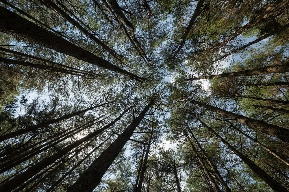 2025: um ano que colocou à prova a resiliência do setor florestal