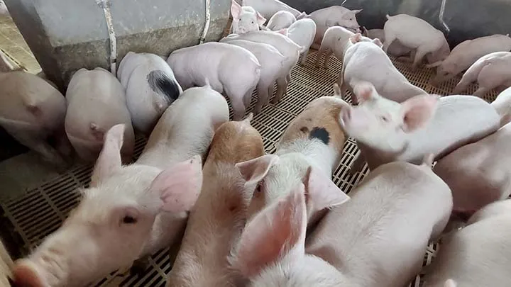  MSD Saúde Animal alerta sobre como Ileíte Suína é um “inimigo oculto” nas granjas e gera impacto econômico silencioso. Foto Toninho Anhaia