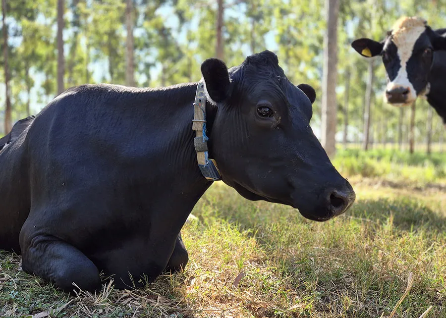 Novos protocolos estabelecem práticas de baixo carbono na produção de leite Foto: Gisele Rosso