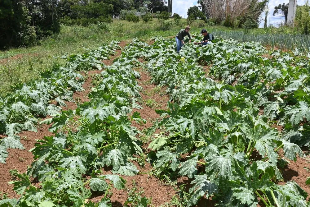 Área experimental do Dia de Campo Orgânico apresenta diversidade de culturas e manejo sustentável em Piraí do Sul. Crédito da Foto: Toninho Anhaia
