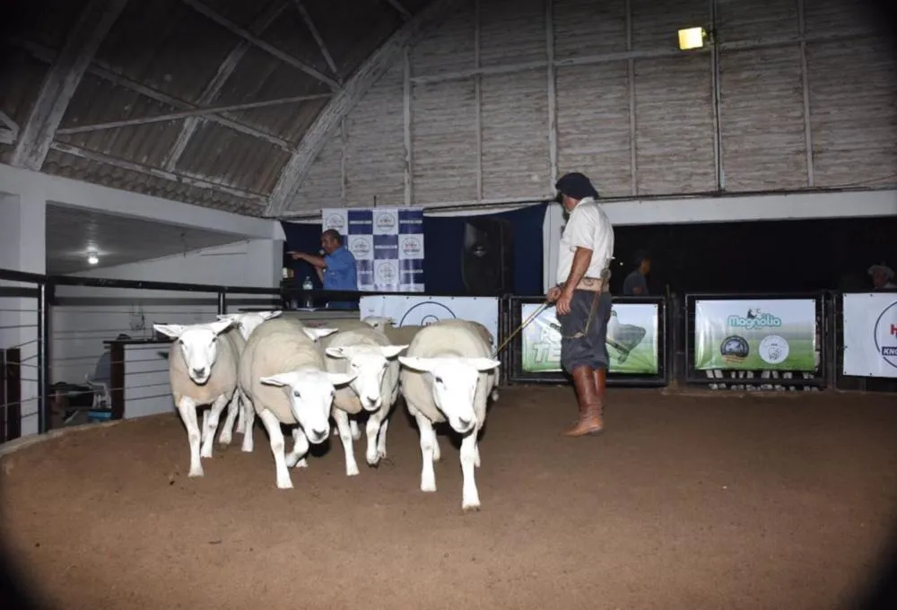 Agrovino projeta semana de negócios aquecidos na ovinocultura gaúcha. Foto: Gabriel Becco/Divulgação