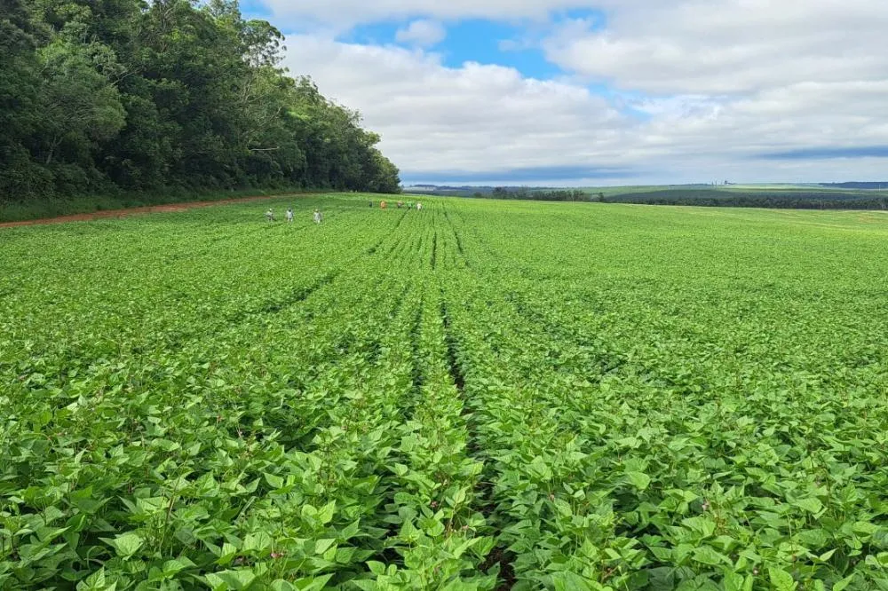 Cultivares desenvolvidas no Paraná representam quase 40% das sementes de feijão do País Foto: SEAB