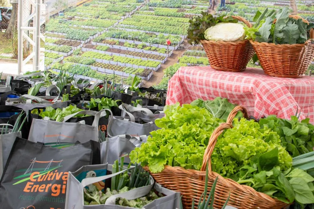 Programa de hortas urbanas da Copel ganhou 32 novas unidades em 2025 Foto: Copel