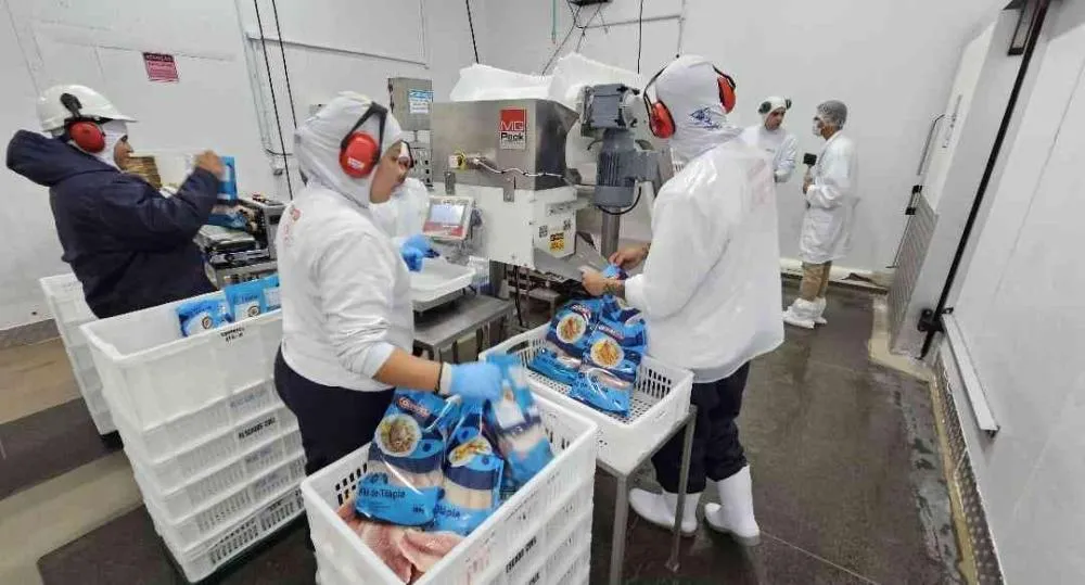 O frigorífico de peixes da Coopavel está em atividade há pouco mais de um ano Crédito: Assessoria