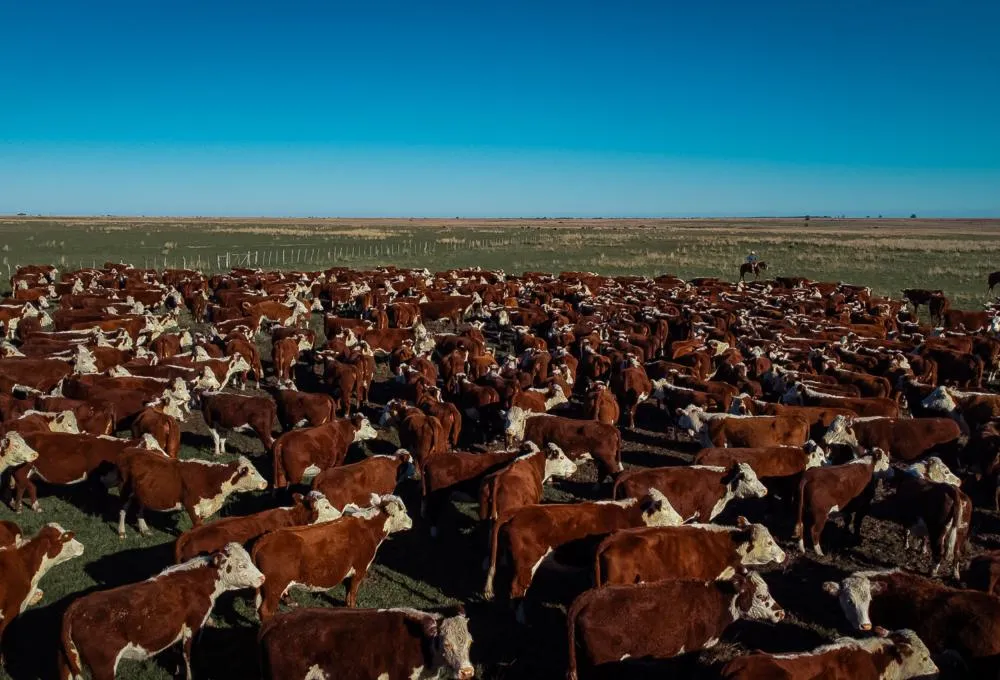 Registros das raças Hereford e Braford alcançam mais de 44 mil animais em 2025 Foto: Lucas Nunes/Divulgação