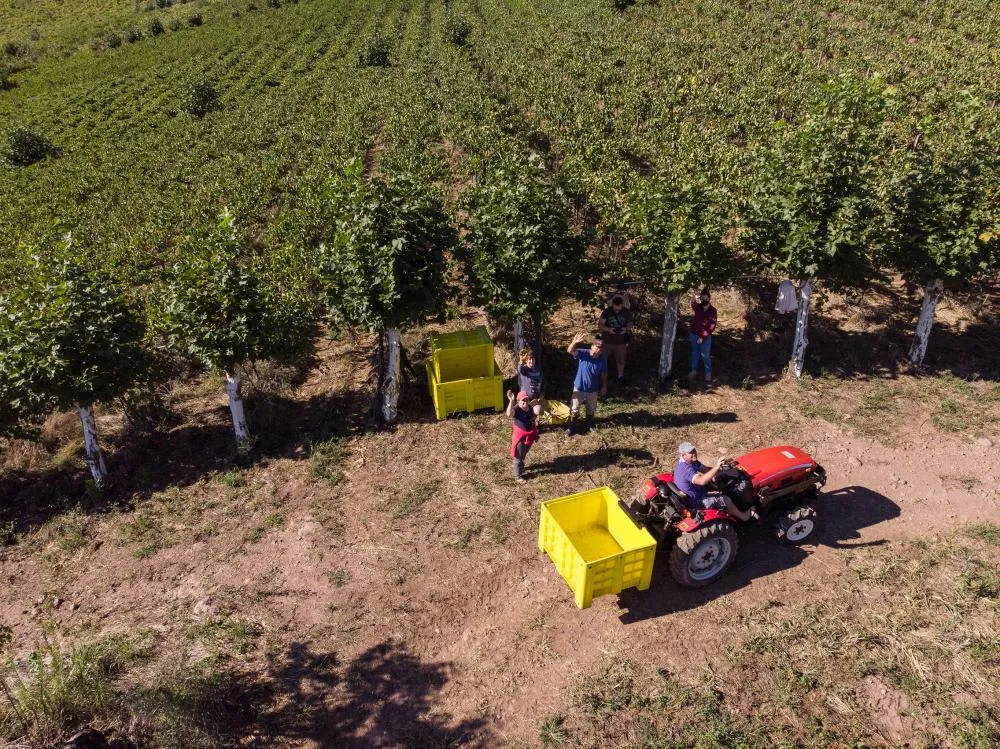 A Cooperativa Vinícola Aurora reúne aproximadamente 1,1 mil cooperados, distribuídos em 11 municípios da Serra Gaúcha. Crédito: Zéto Telöken