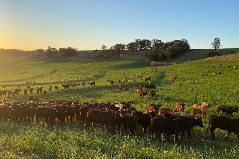 Portaria da Adapar intensifica regras para combate à brucelose e tuberculose bovina no Paraná Foto: SEAB