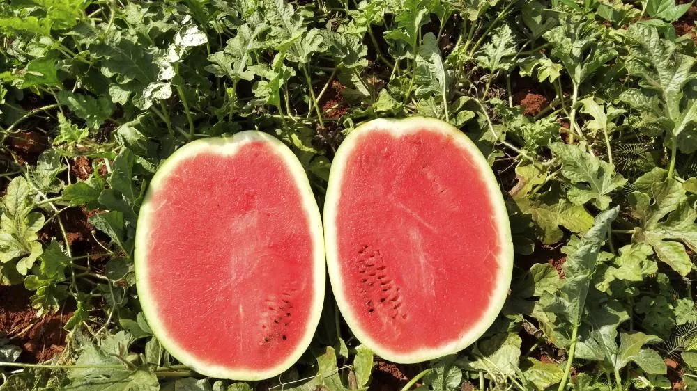 Melancia de alta qualidade impulsiona venda direta e fideliza consumidores no Sul do país.​Melancia Rochedo, da Topseed Premium Agristar do Brasil