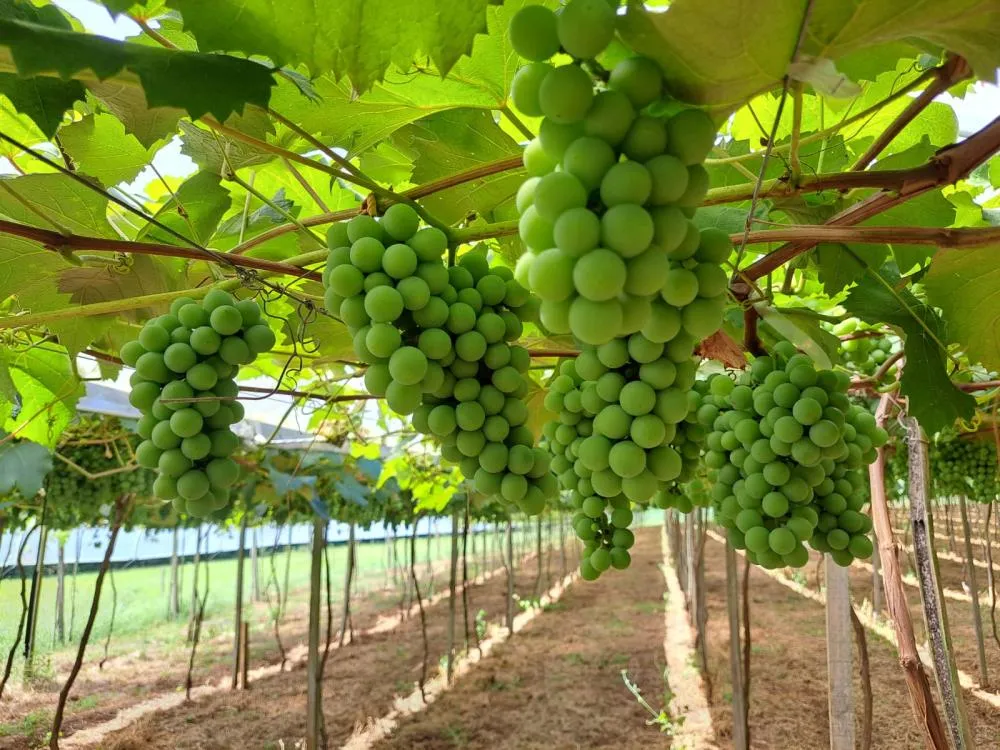 Bioinsumos avançam na hortifruticultura gaúcha e entram no manejo de tomate e uva. Foto Superbac