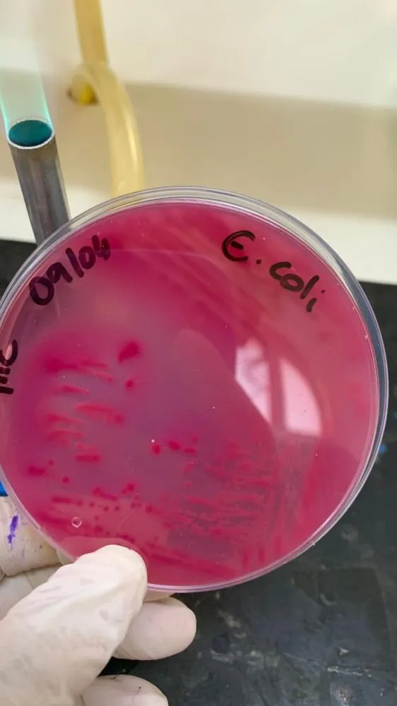 Estudo da UFLA identifica bactéria resistente a antibióticos circulando entre humanos e animais. Fotos UFLA