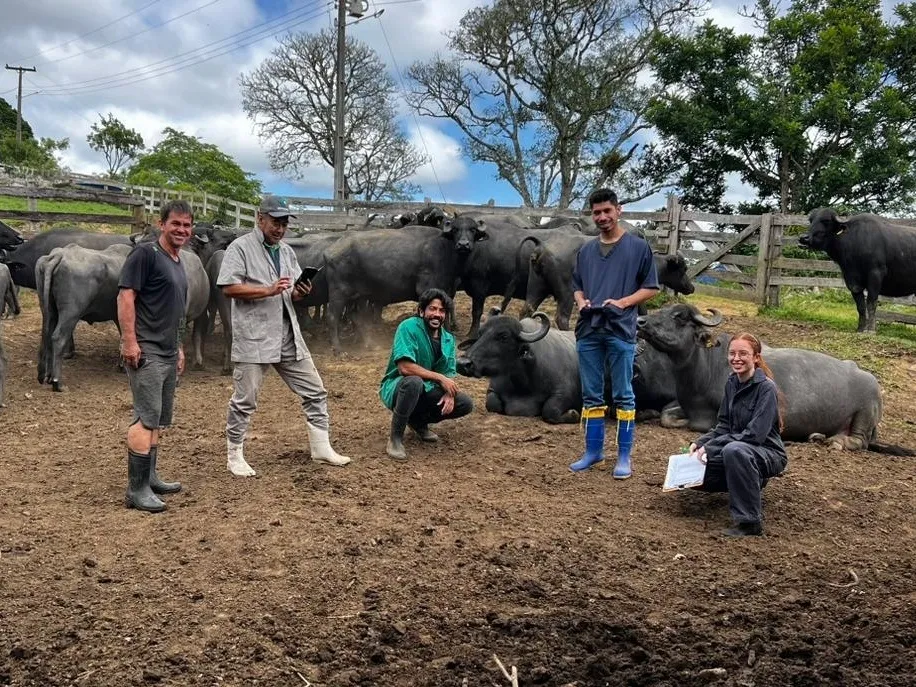 IDR-Paraná realiza exames de brucelose e tuberculose em búfalos no Vale da Ribeira. FOTO IDR-PARANÁ