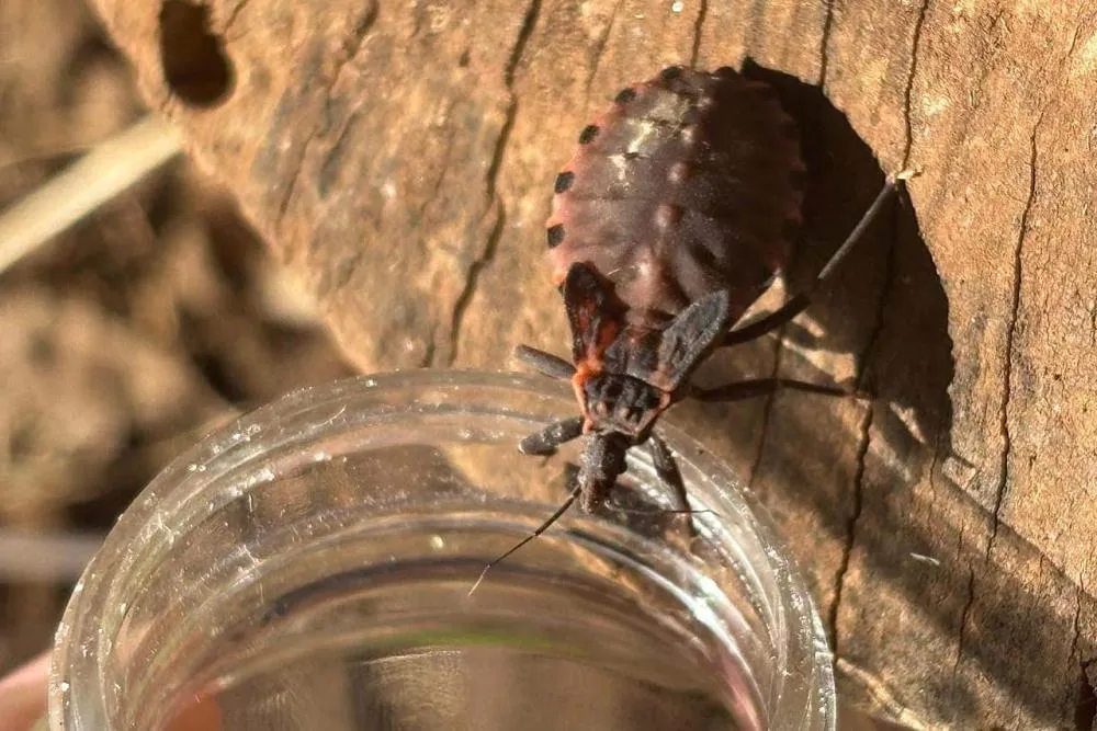 Saiba como se prevenir do bicho-barbeiro para evitar a doença de Chagas Foto: SESA
