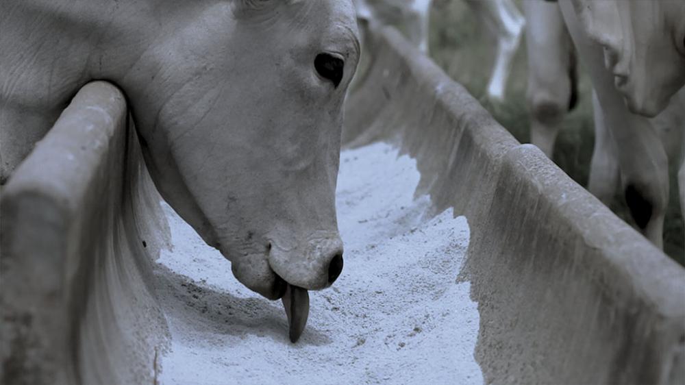 O Aglomerax mantém sua palatabilidade e registra estabilidade de consumo do animal, mesmo quando exposto as chuvas.