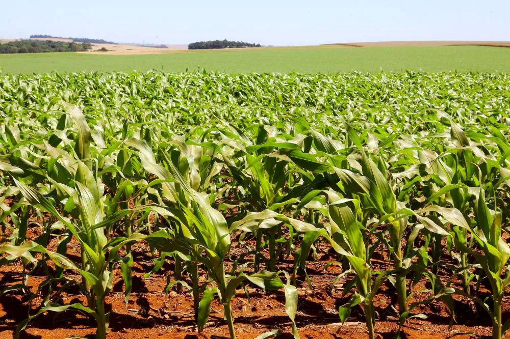 Mesmo com altas temperaturas e chuvas irregulares, soja e milho avançam no Paraná Foto: Jaelson Lucas/Arquivo AEN