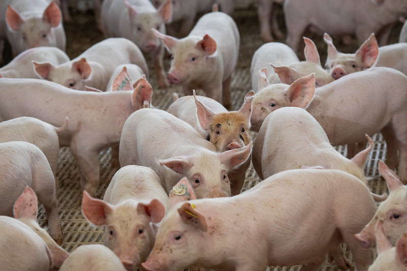 A rigor, o levantamento de 2020 repete um fato observado em 2019: os produtores independentes melhor aproveitam o bom momento da suinocultura no mercado. Fotos Sistema CNA/Wenderson Araujo.