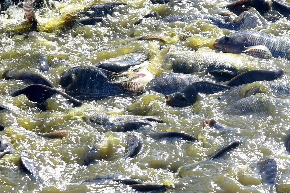 Paraná desonera ICMS de insumo para produção de peixes e semente colorífica de urucum Foto: Jaelson Lucas/Arquivo AEN