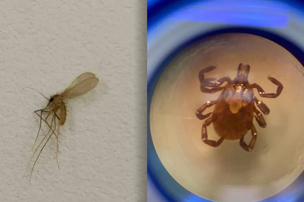 Carrapato e mosquito-palha: Saúde reforça cuidados contra transmissores de doenças Foto: SESA